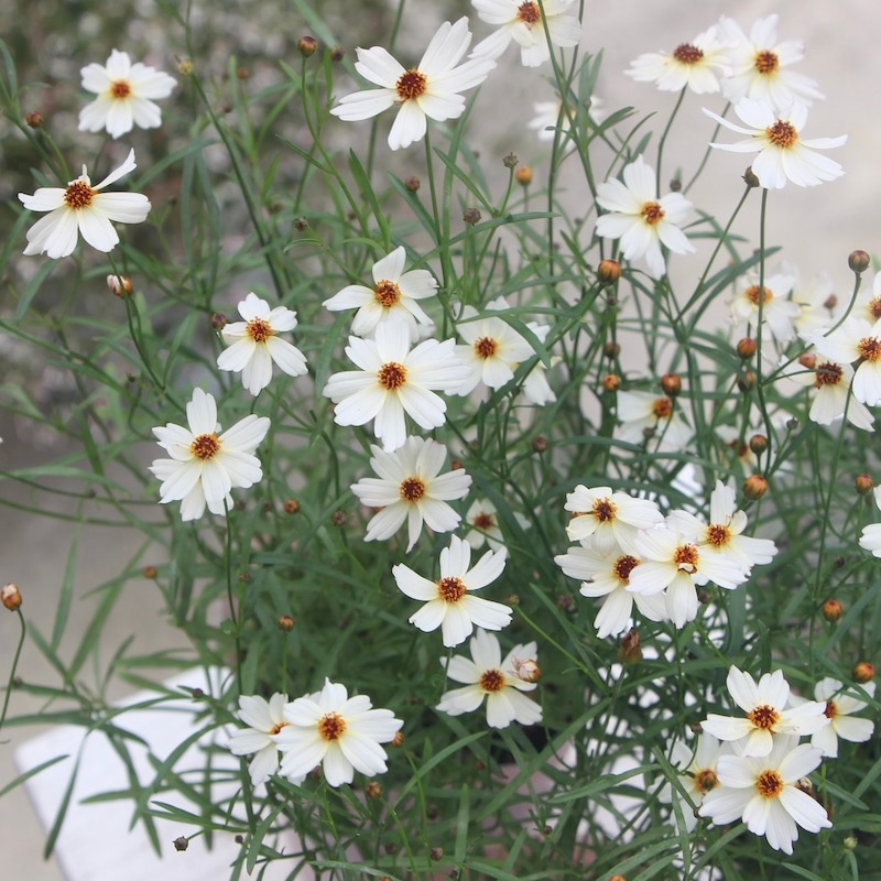 コレオプシス・ウリドリーム「ホワイト」(3号ロングポット)