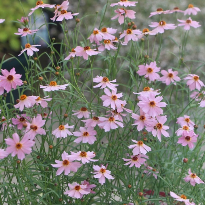 コレオプシス・ウリドリーム「ピンク」(3号ロングポット)