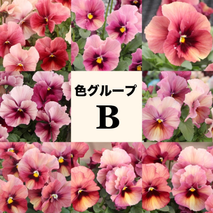 色を選べる!!2024年で生産終了☆秋田さん育種パンジー・最後の「多摩の椛」色グループB