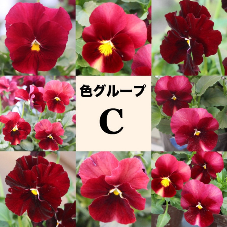 色を選べる!!2024年で生産終了☆秋田さん育種パンジー・最後の「多摩の椛」色グループC