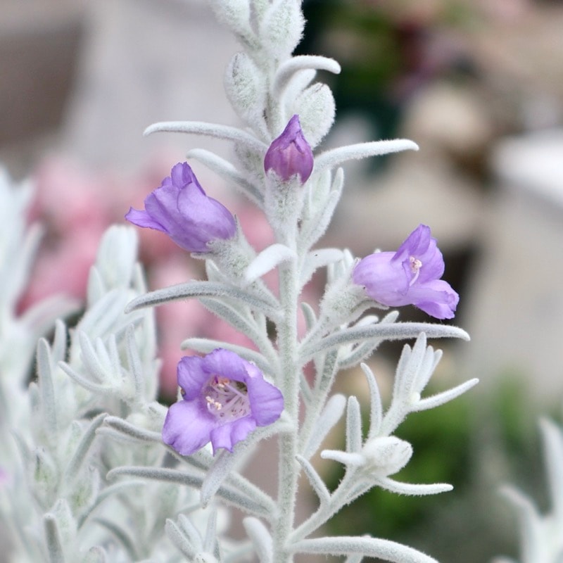 やっぱり綺麗♪エレモフィラ「スノークリスタル」(3号ロングポット)