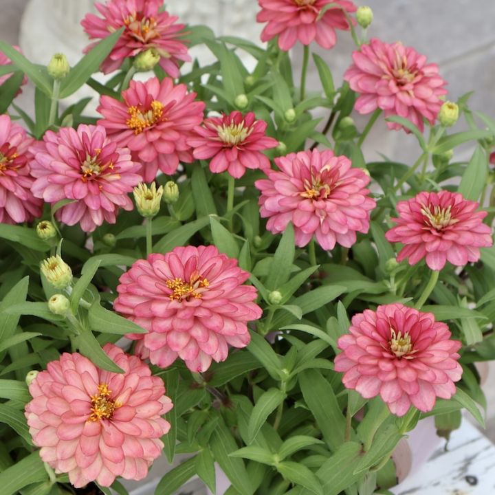 ナチュラルで綺麗な超良株♪ジニア・ダブルザハラ「サーモン」