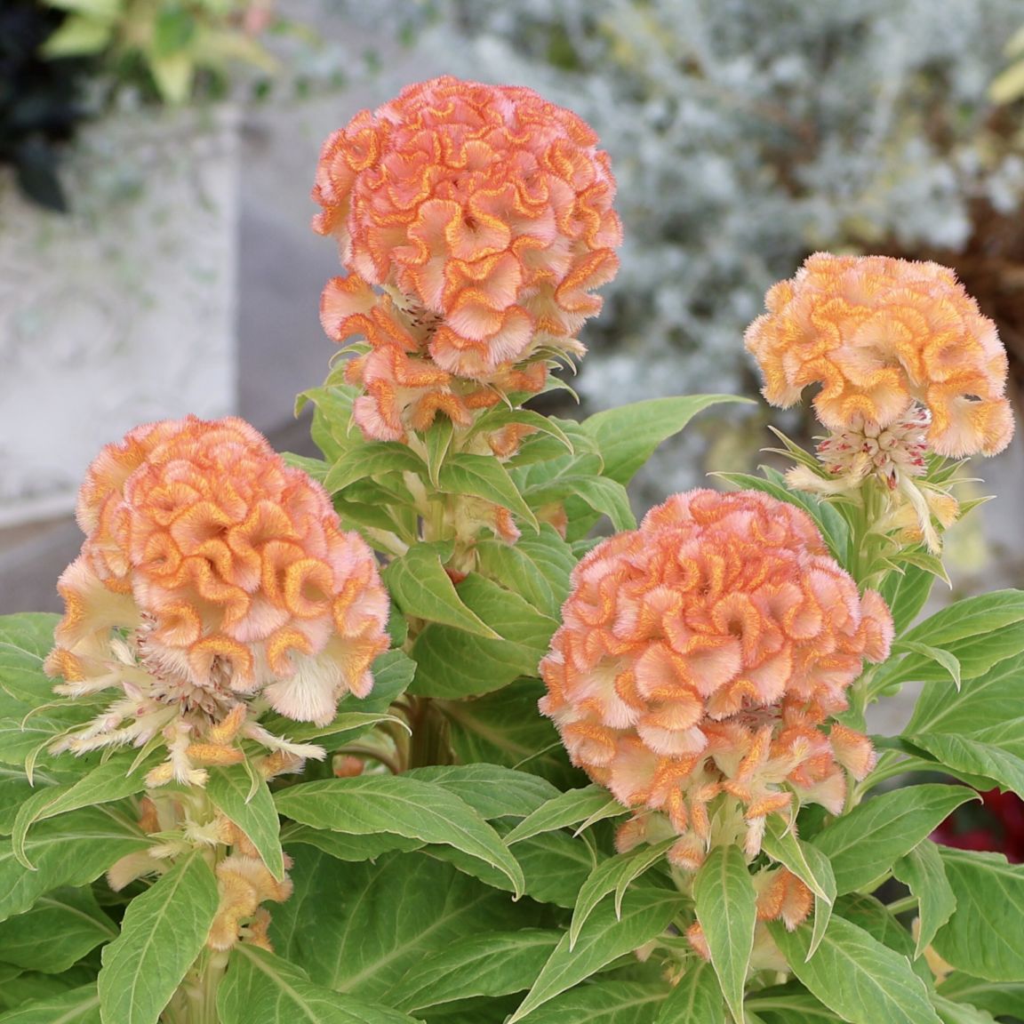 新入荷商品の植物｜リアルタイムの在庫｜ネット通販ショップ～風散歩～
