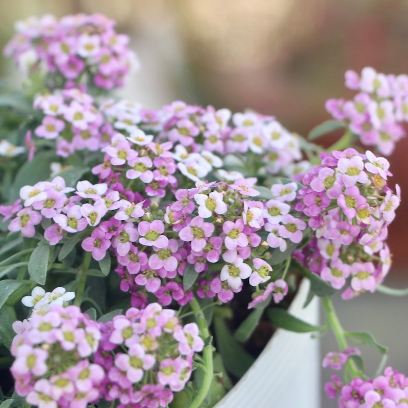 寄せ植え・リースにも♪栄養系アリッサム「シェリ・ピンク」(2.5号ロングポット)