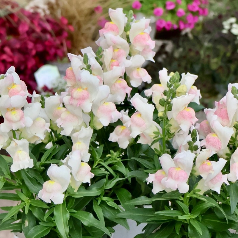 超良株☆キンギョソウ・キャンディトップス「ピンクバイカラー」淡めの1番