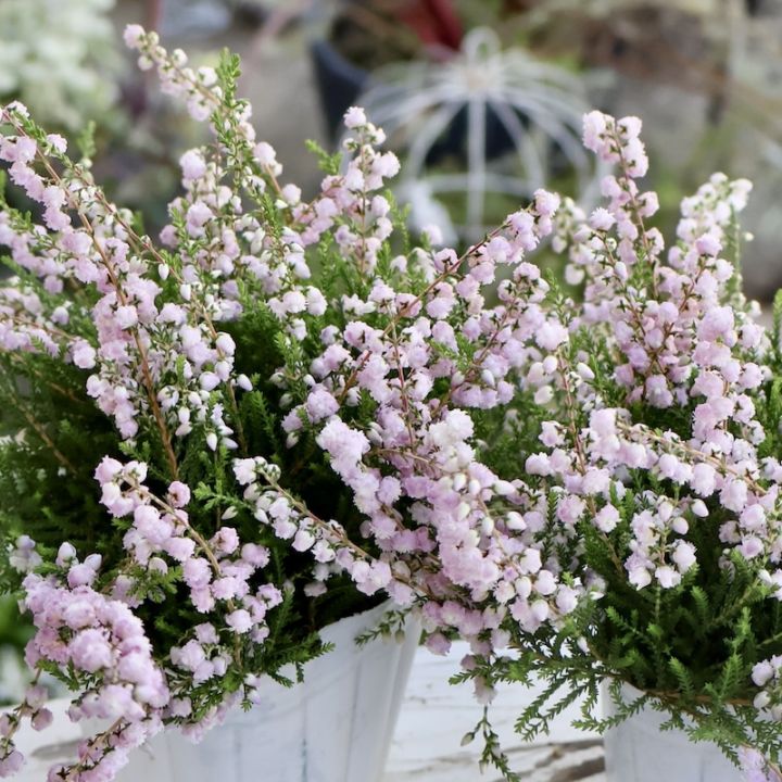 ボリューム満点☆八重咲きカルーナ・ジュエルドロップス・パール（1番)