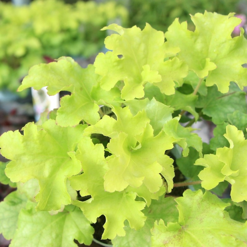 ハルディンさんのヒューケラ「ライムラッフルズ」(3号ロングポット)