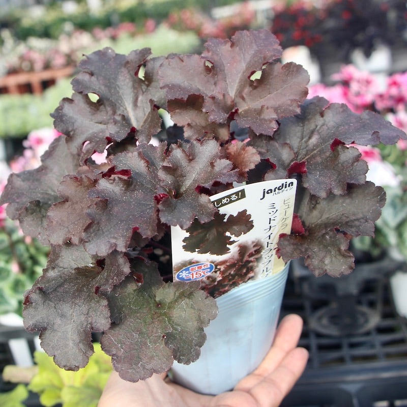 ハルディンさんのヒューケラ「ミッドナイトラッフルズ」(3.5号ポット)