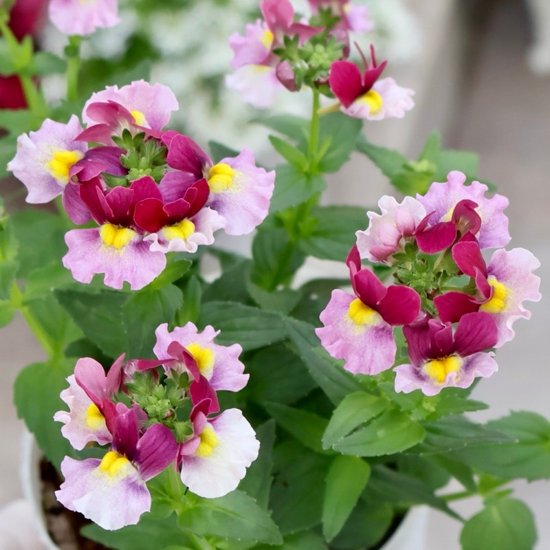 ネメシア・エッセンシャル「ストロベリー」(3号ロングポット)