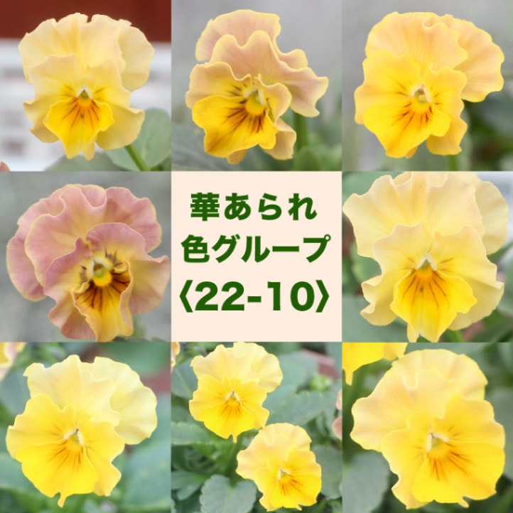 花日和さんのフリル咲きビオラ「華あられ」＜22-10＞