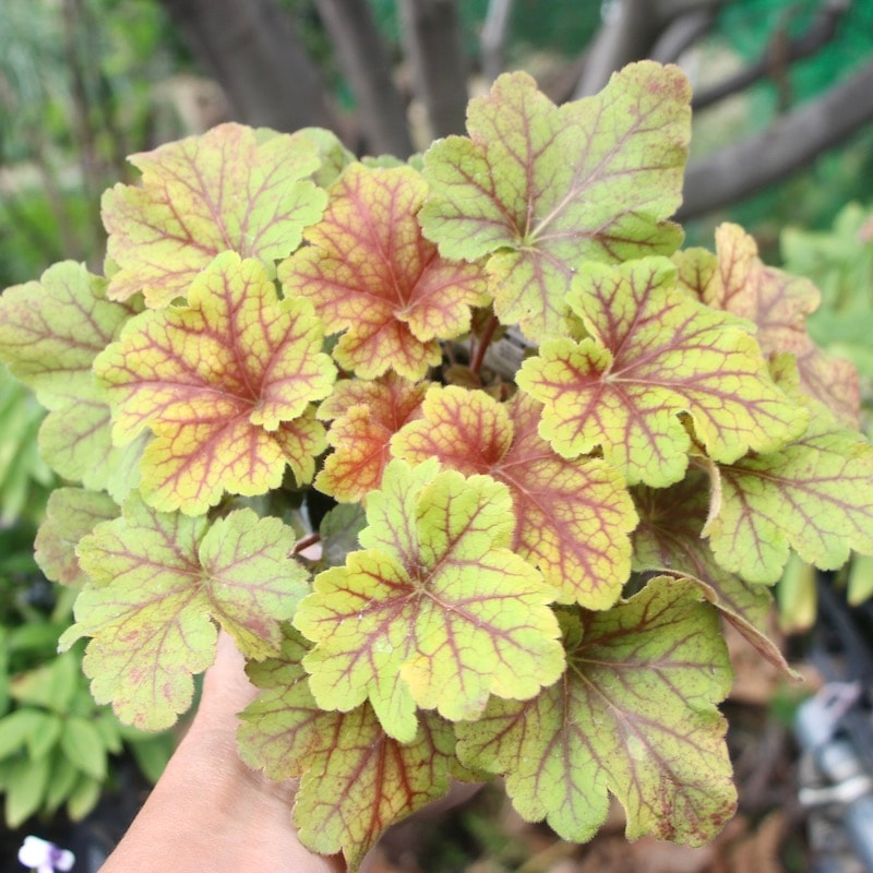 ハルディンさんのヒューケラ「エレクトラ」(3.5号ポット)