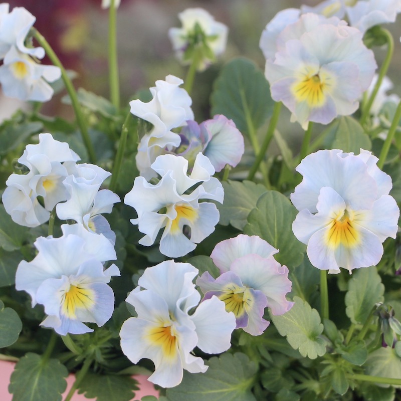 1点限り☆花日和さんのフリル咲きビオラ「恋みやび」＜22-05＞