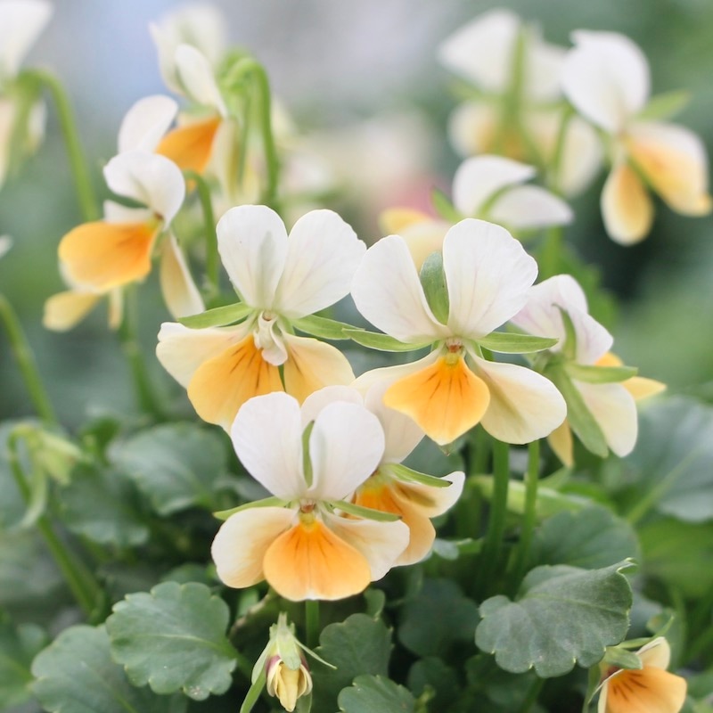 在庫限り!!フラワーハーツさんの小輪ビオラ・ビオレッタ「スノーサンライズ」1番