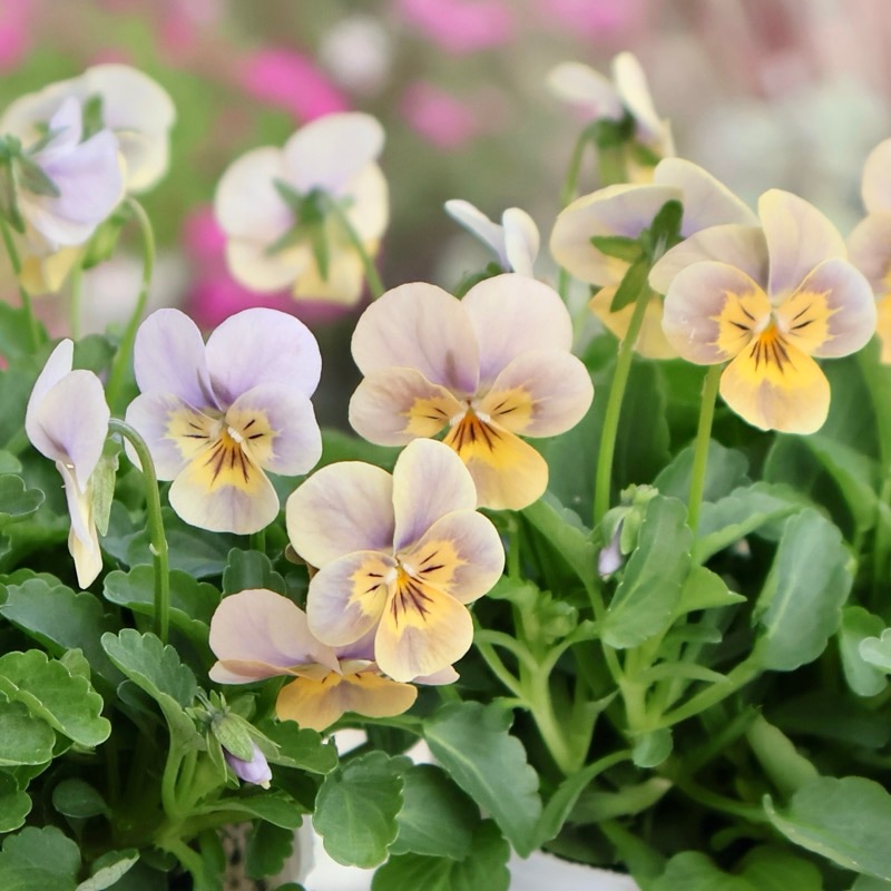 人気品種☆フラワーハーツさんの小輪ビオラ・ビオレッタ「グレイッシュオレンジモンキーズ」