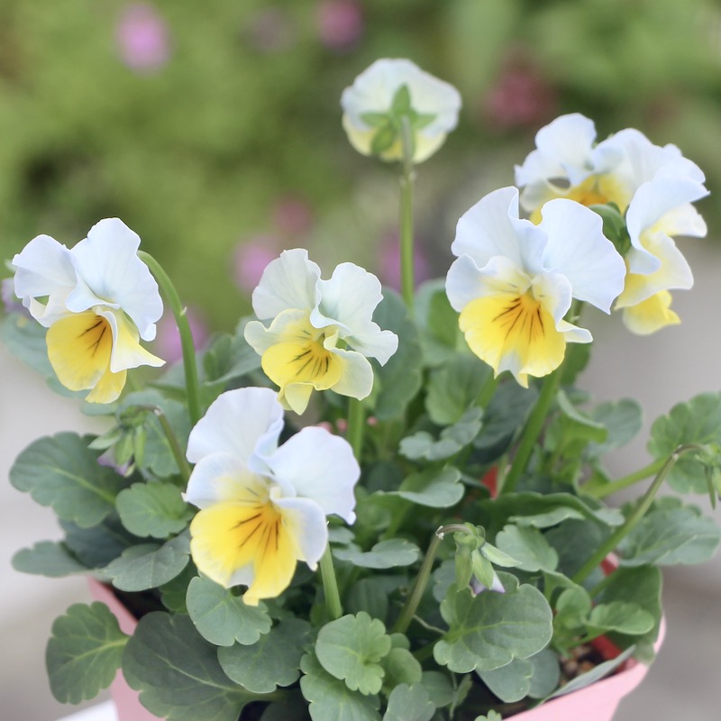 ☆花日和さんのフリル咲きビオラ「恋みやび」＜22-24＞