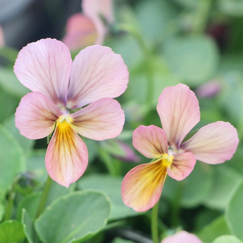 素敵な花苗とおしゃれなガーデニング雑貨｜ネット通販ショップ～風散歩～