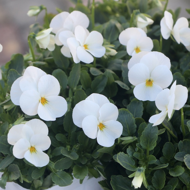 超良株☆ビオラ「しろももか」(3.5号ポット)