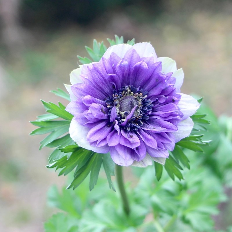 画像の現品!! 1点限り☆アネモネ・オーロラ「ホワイト&ブルー」(3.5号ポット)