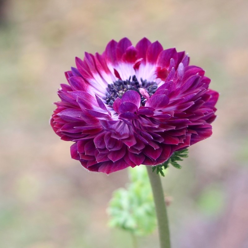 画像の現品!! 1点限り☆アネモネ・オーロラ「レッドパープル」(3.5号ポット)