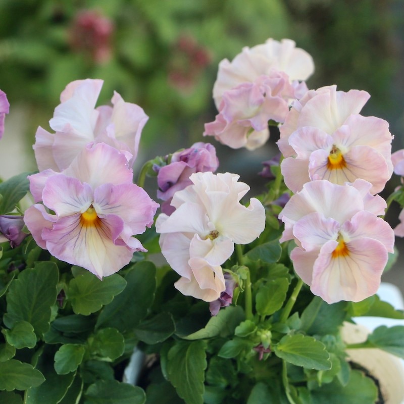 画像で色を選べる!!植田さんのミニパンジー 「エール17」<1番>