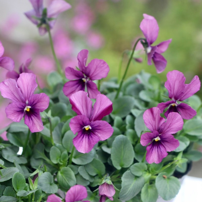 画像で花弁の色・形を選べる!!うえたビオラ「パピヨンワールド」251番