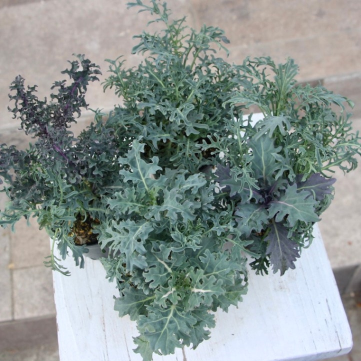 画像で葉の形・色を選べる!! グレイッシュケール「ファントムブーケ」〈1番〉