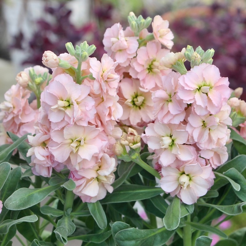 超希少★ゲブラさんオリジナル☆八重咲きストック・アングレーズ「アプリコット」