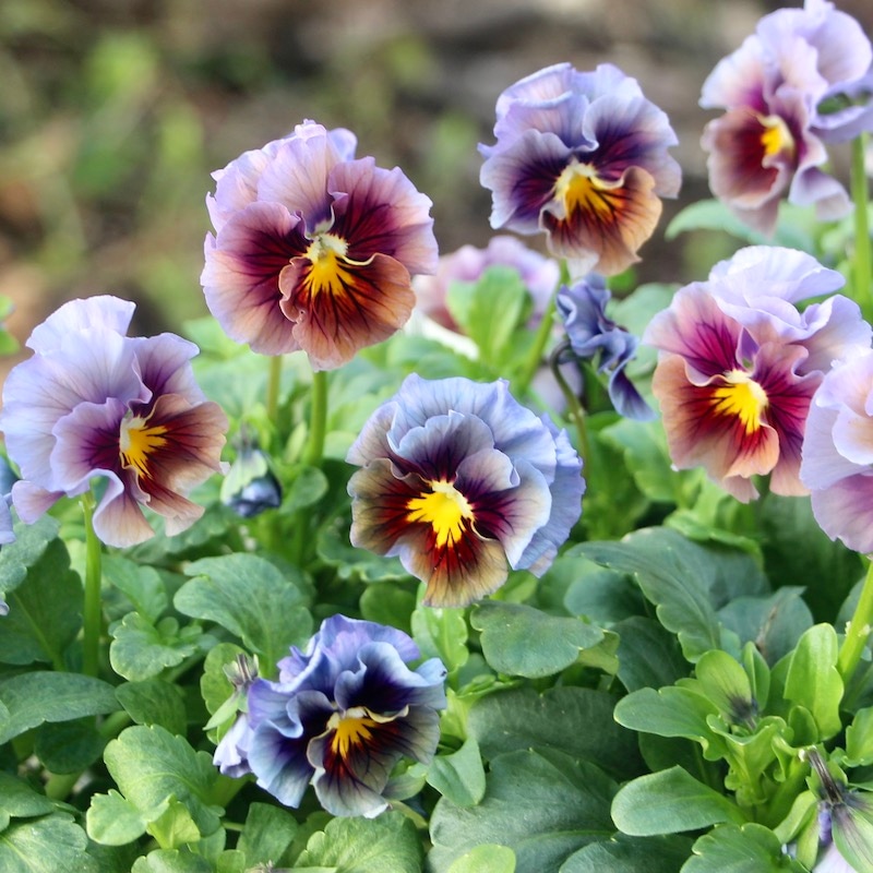 うえたパンジー「マシェリマダム」＜20番＞(3.5号ポット)