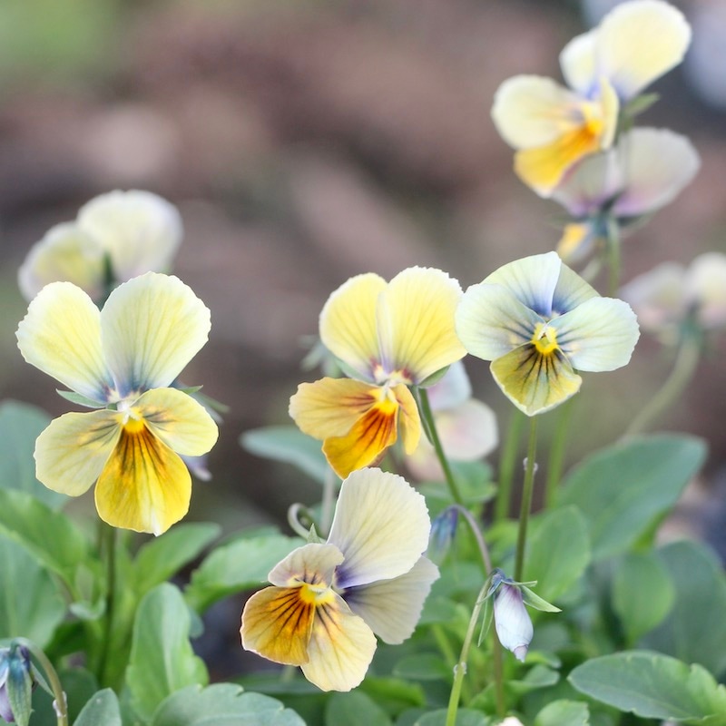 うえたビオラ「パピヨンワールド」22-05番(3.5号ポット)