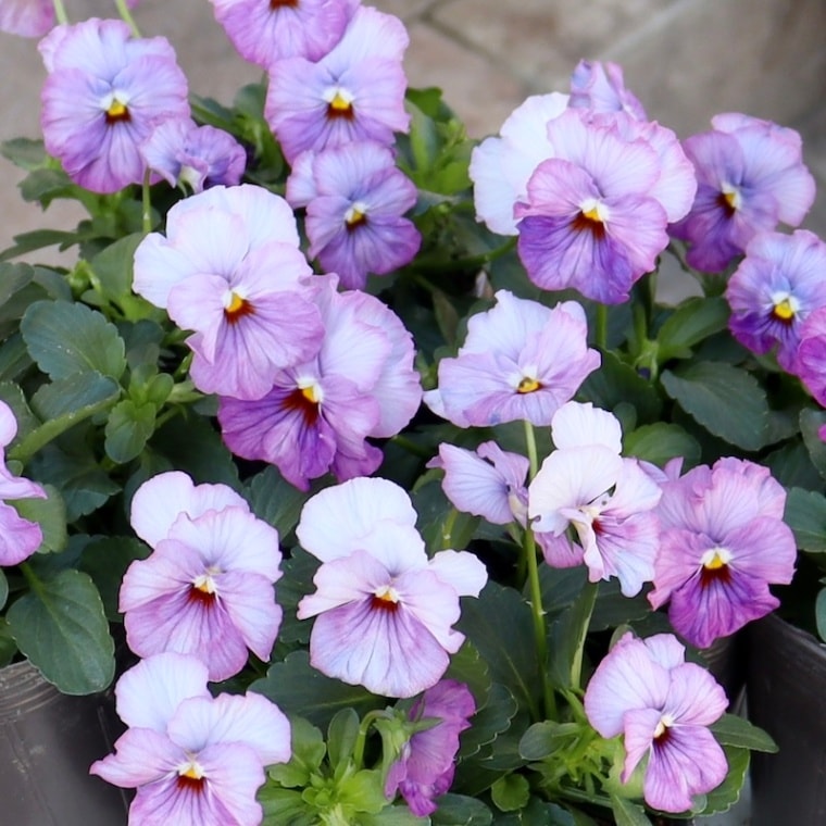 画像で色を選べる!!植田さんのミニパンジー 「エール17」<4番>