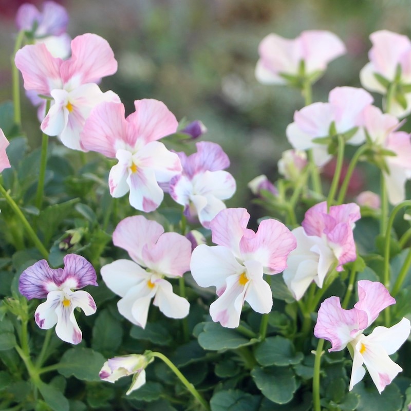 うえたビオラ 2022年度試験品種 22A-02(3.5号ポット)