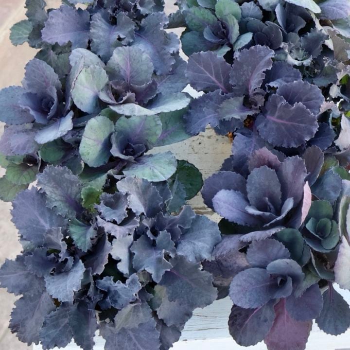 ハボタン｜多様な系統のはボタン｜ネット通販ショップ～風散歩～