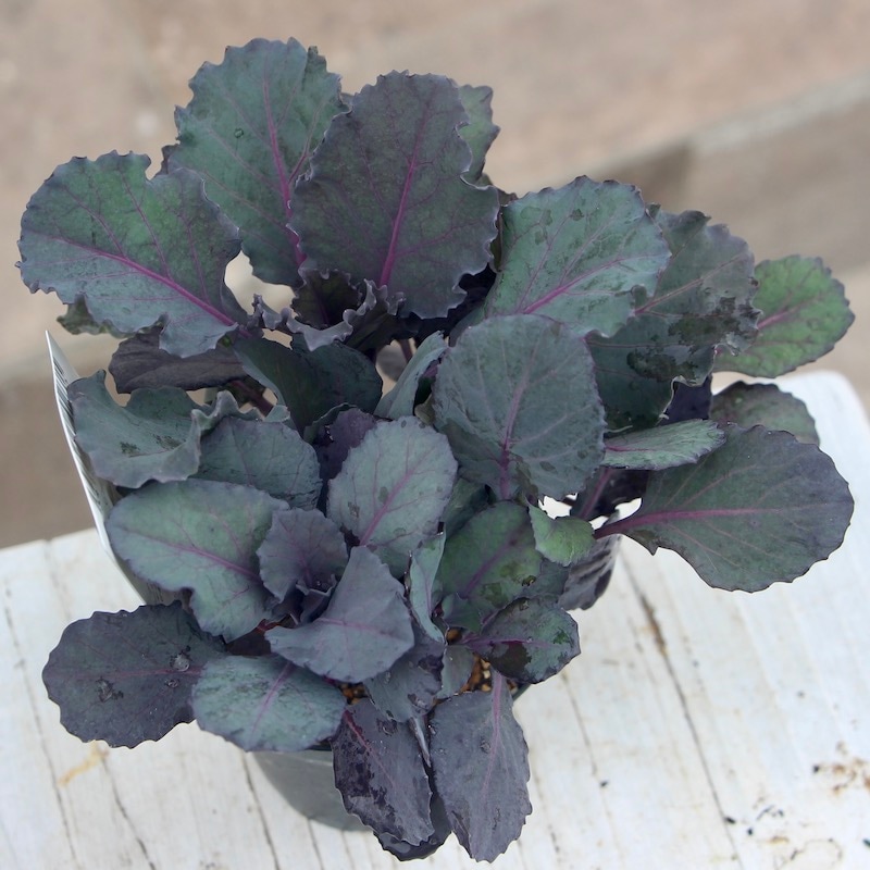 画像で葉の形・色を選べる!! グレイッシュケール「ファントムブーケ」〈2番〉