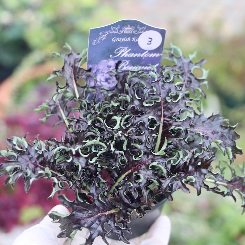 グレイッシュケール「ファントムブーケ」〈3番〉