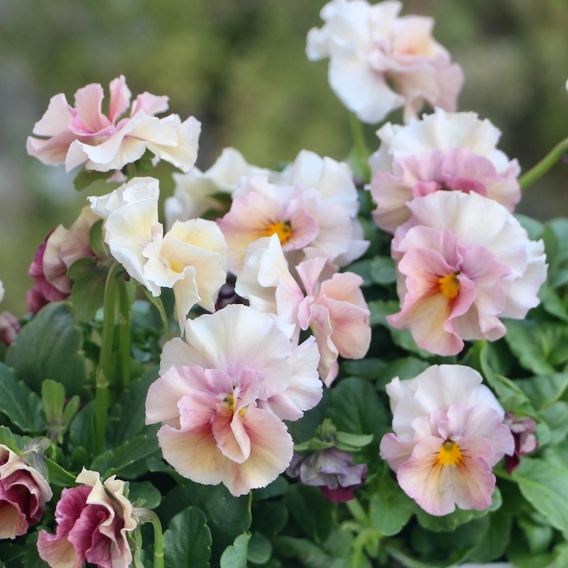 画像で花色を選べる!! うえたビオラ 2023年度試験品種〈1-1〉