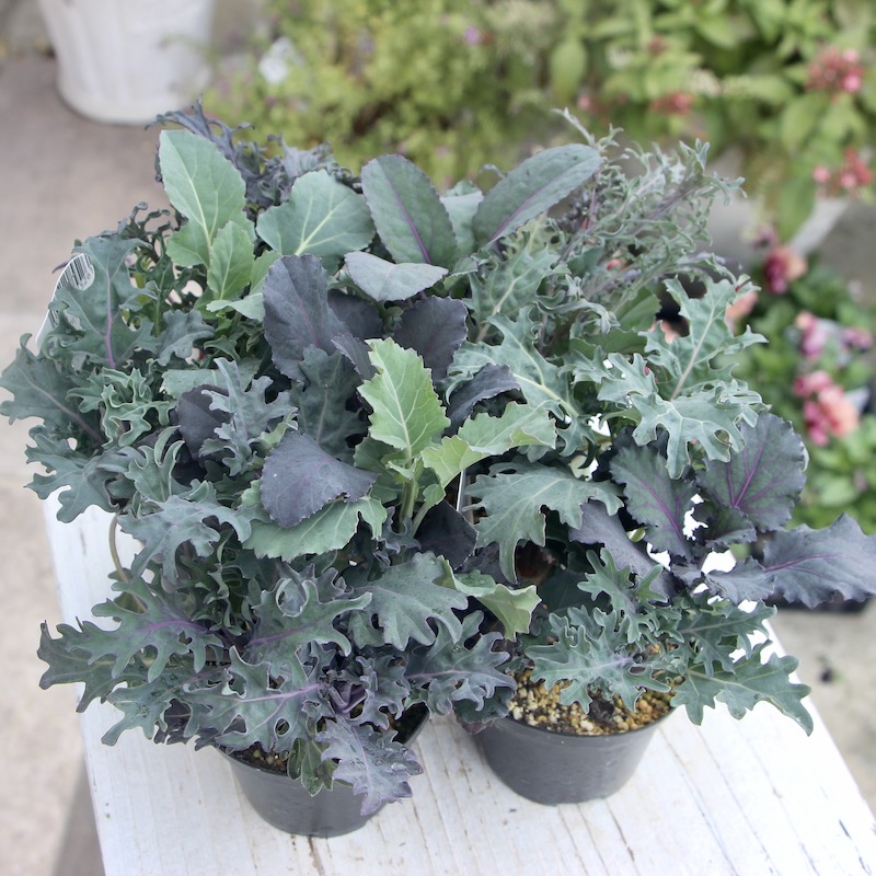 画像で葉の形・色を選べる!! グレイッシュケール「ファントムブーケ」〈4番〉