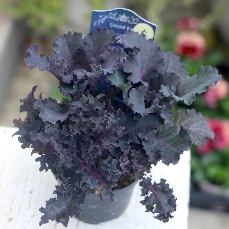 画像で葉の形・色を選べる!! グレイッシュケール「ファントムブーケ」〈5番〉