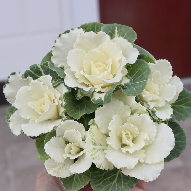 高見園芸さんの葉牡丹(ハボタン)セッションシリーズ「フレアホワイト」