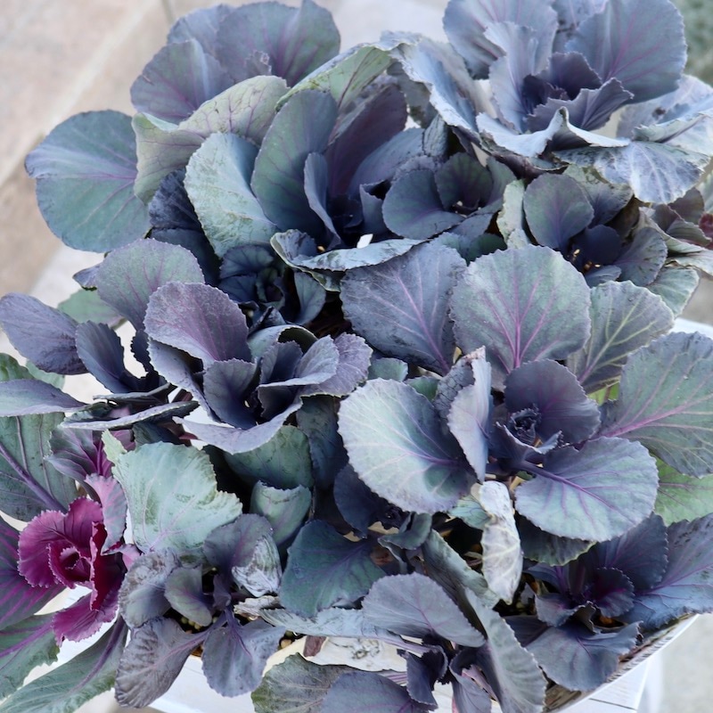 高見園芸さんの葉牡丹(ハボタン)セッションシリーズ「スモーキー」