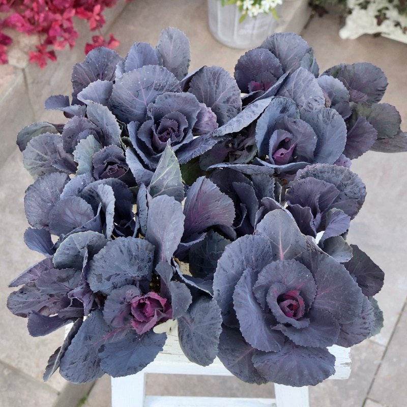 今年は綺麗♪葉牡丹(ハボタン)セッションシリーズ「スモーキー」