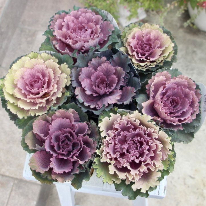 高見園芸さんの葉牡丹(ハボタン)「ロマネフリル」