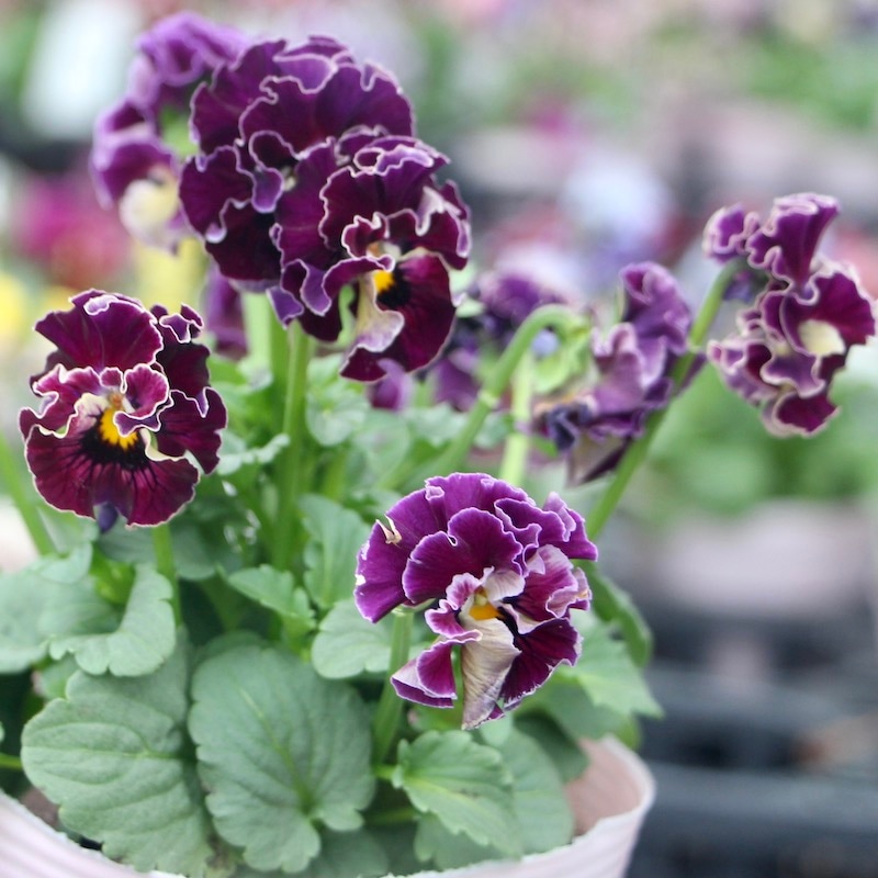 【新品】小さいビオラセット①　383ｍｍ 楽天市場】16インチ ビオラ 子供用ビオラ 初心者用ビオラセット 大人用