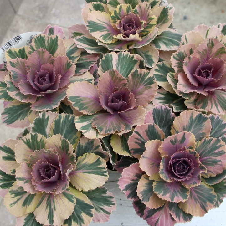 高見園芸さんのアンティーク葉牡丹(ハボタン)「萌花マーブル」