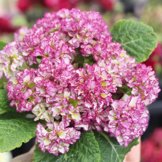 画像で花色を選べる☆ k－plantsさんのプリムラ「ポンポンラパン」2番