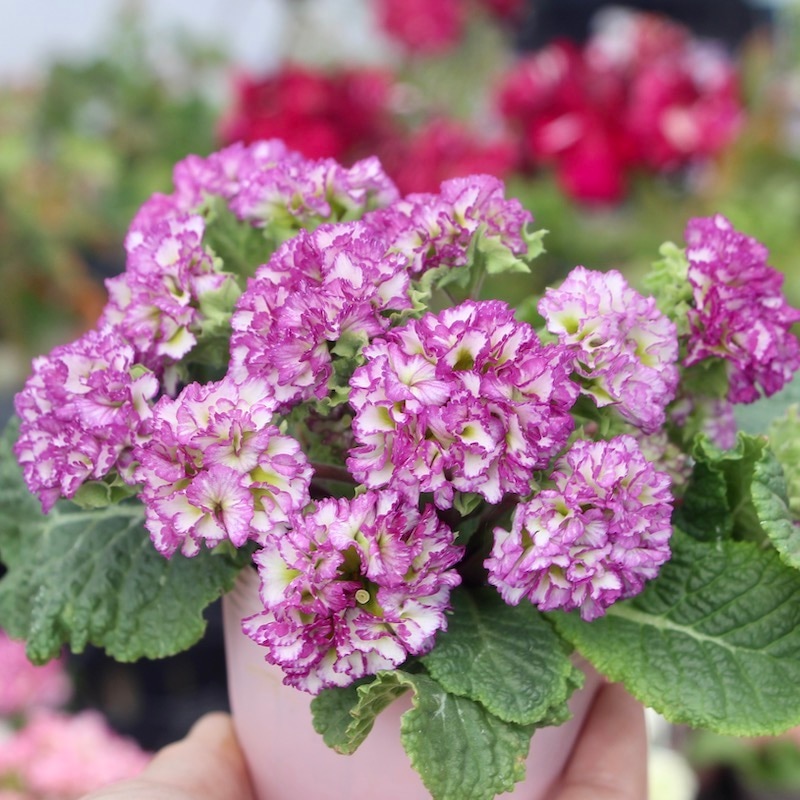 画像で花色を選べる☆ k－plantsさんのプリムラ「ポンポンラパン」6番