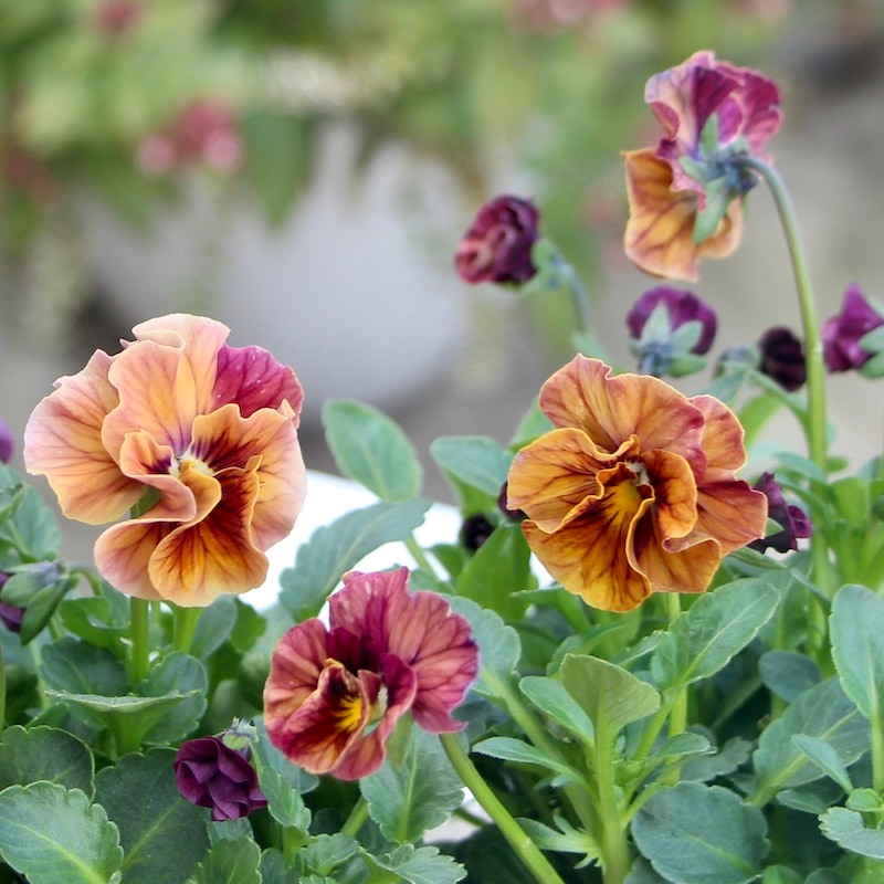 画像で色を選べる!!うえたビオラ「マーブル」<37番>