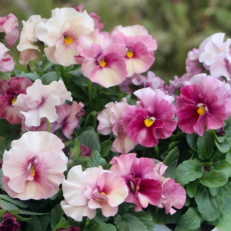 画像で花色を選べる!! うえたビオラ 2023年度試験品種〈1-2〉