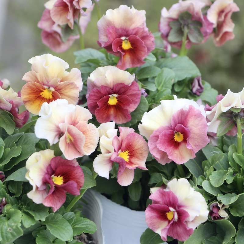 輸入アジサイ 苗 パピヨン クラッシックラベンダー 輸入アジサイ 苗 パピヨン クラッシックラベンダー