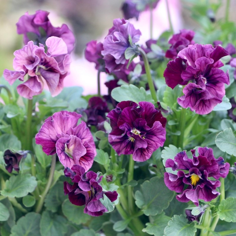 うえたビオラ「マーブル」<22-02番>(3.5号ポット)