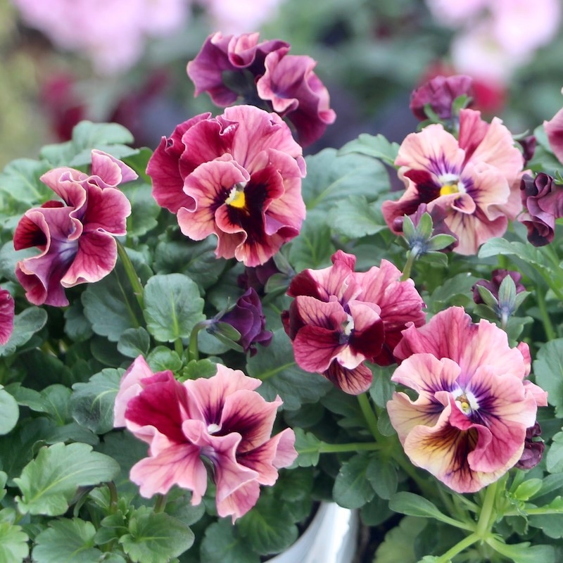 うえたビオラ「マーブル」<22-03番>(3.5号ポット)